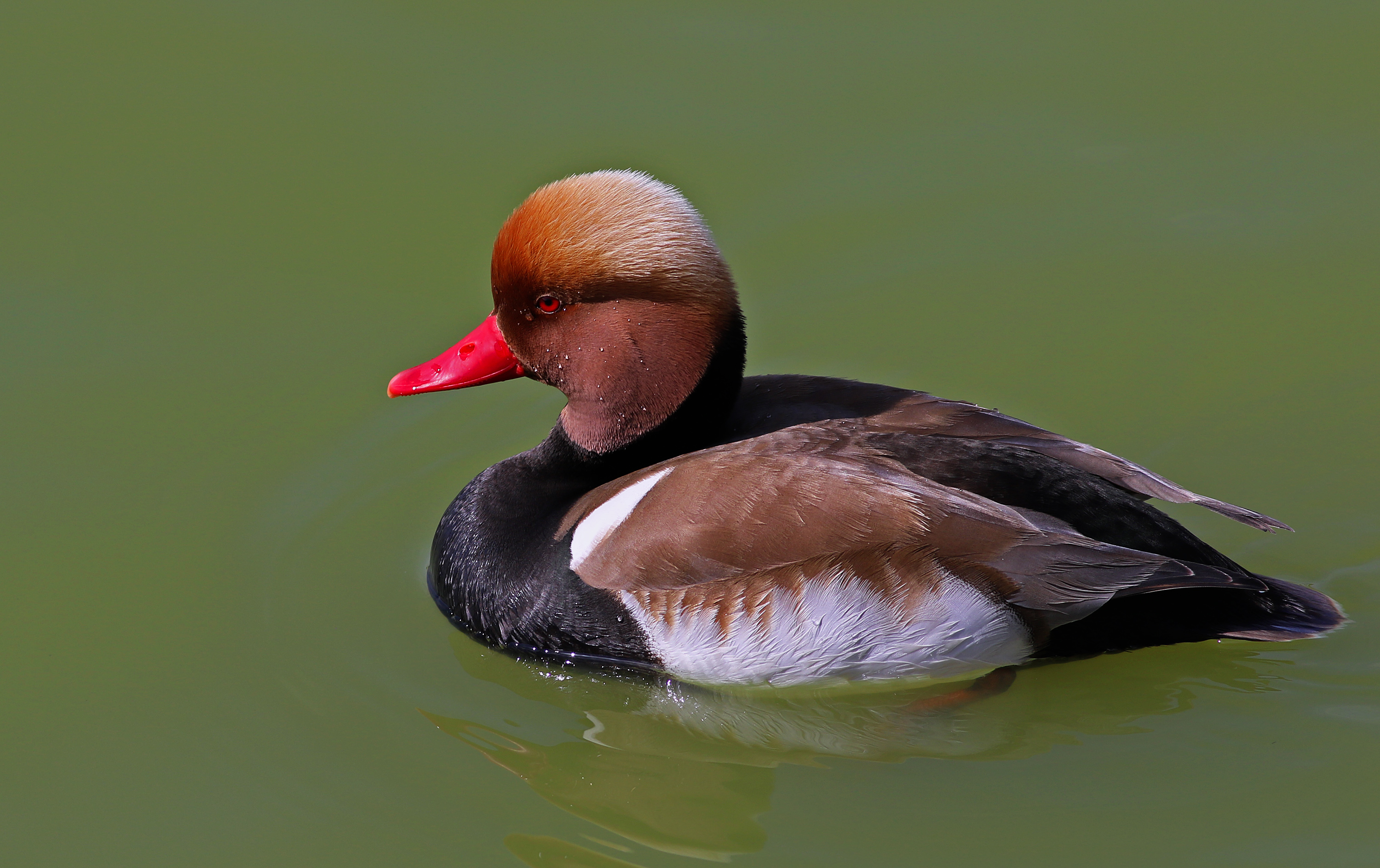 Red-crested Pochard